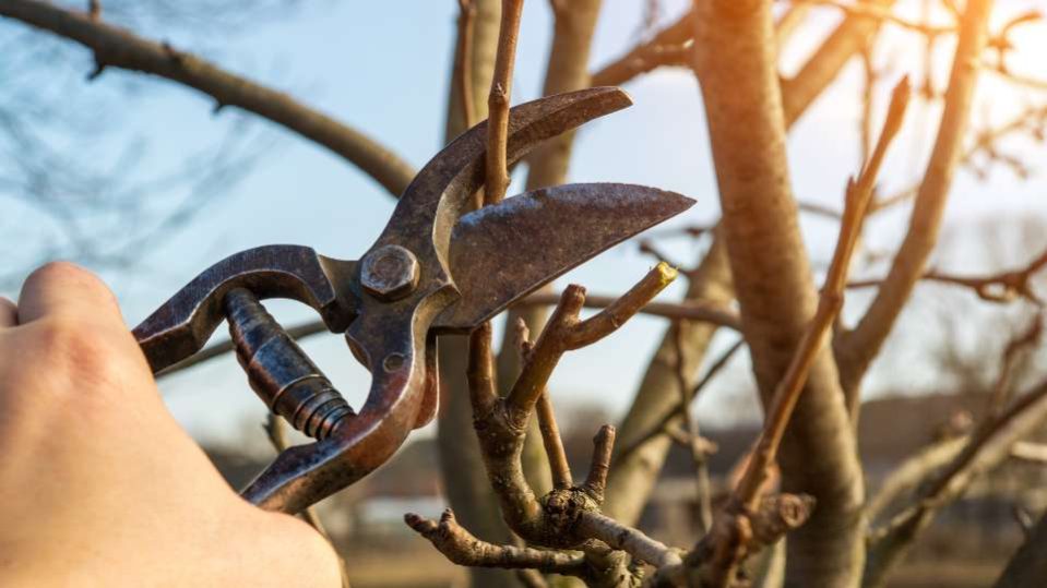 Content Pruning - potatura SEO