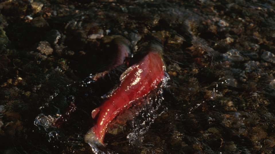 red herring - tecnica di scrittura